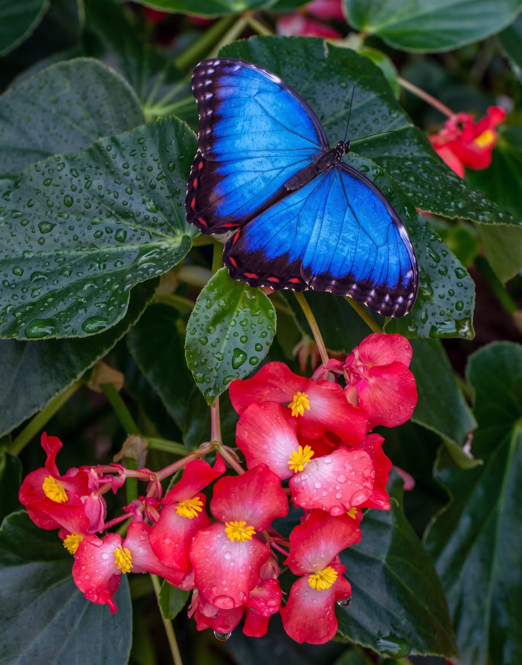 Blue Morpho Butterfly on Flowers Selvatura