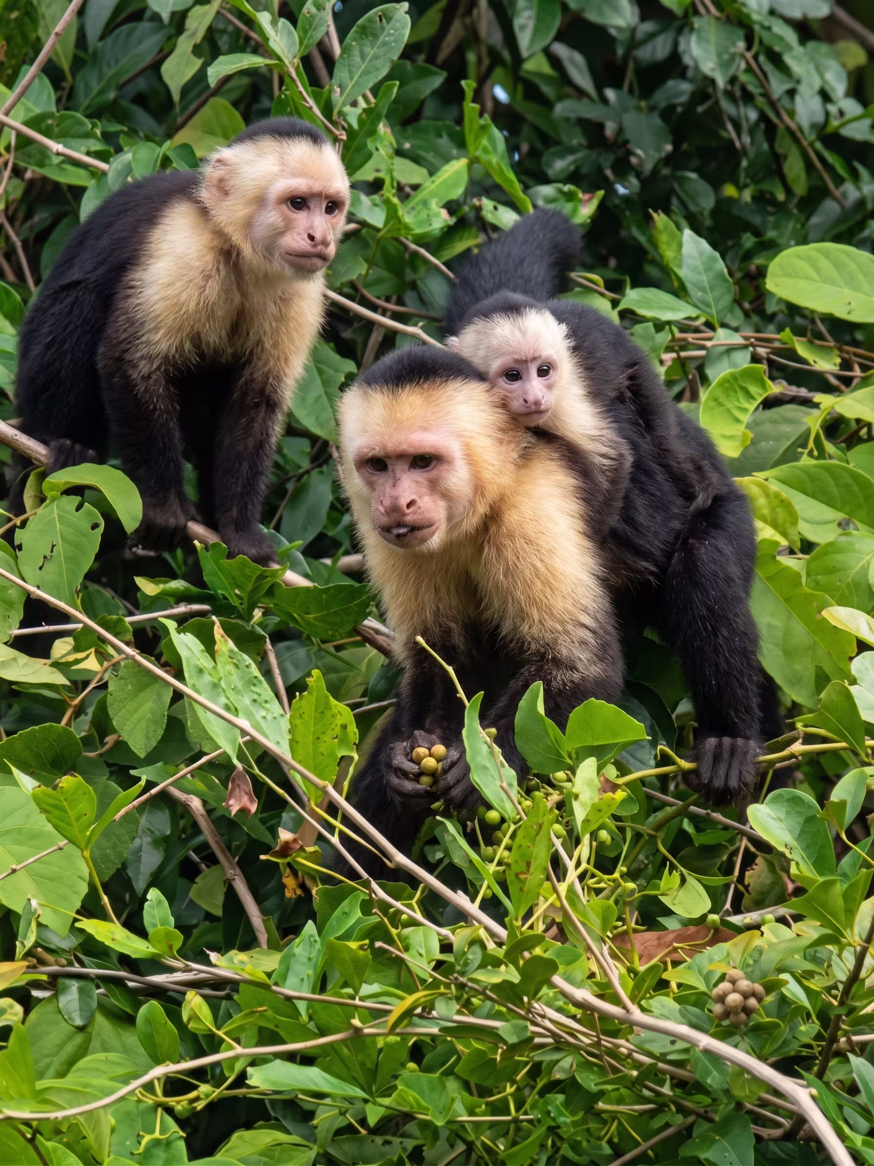 Monkeys in Palo Verde Costa Rica