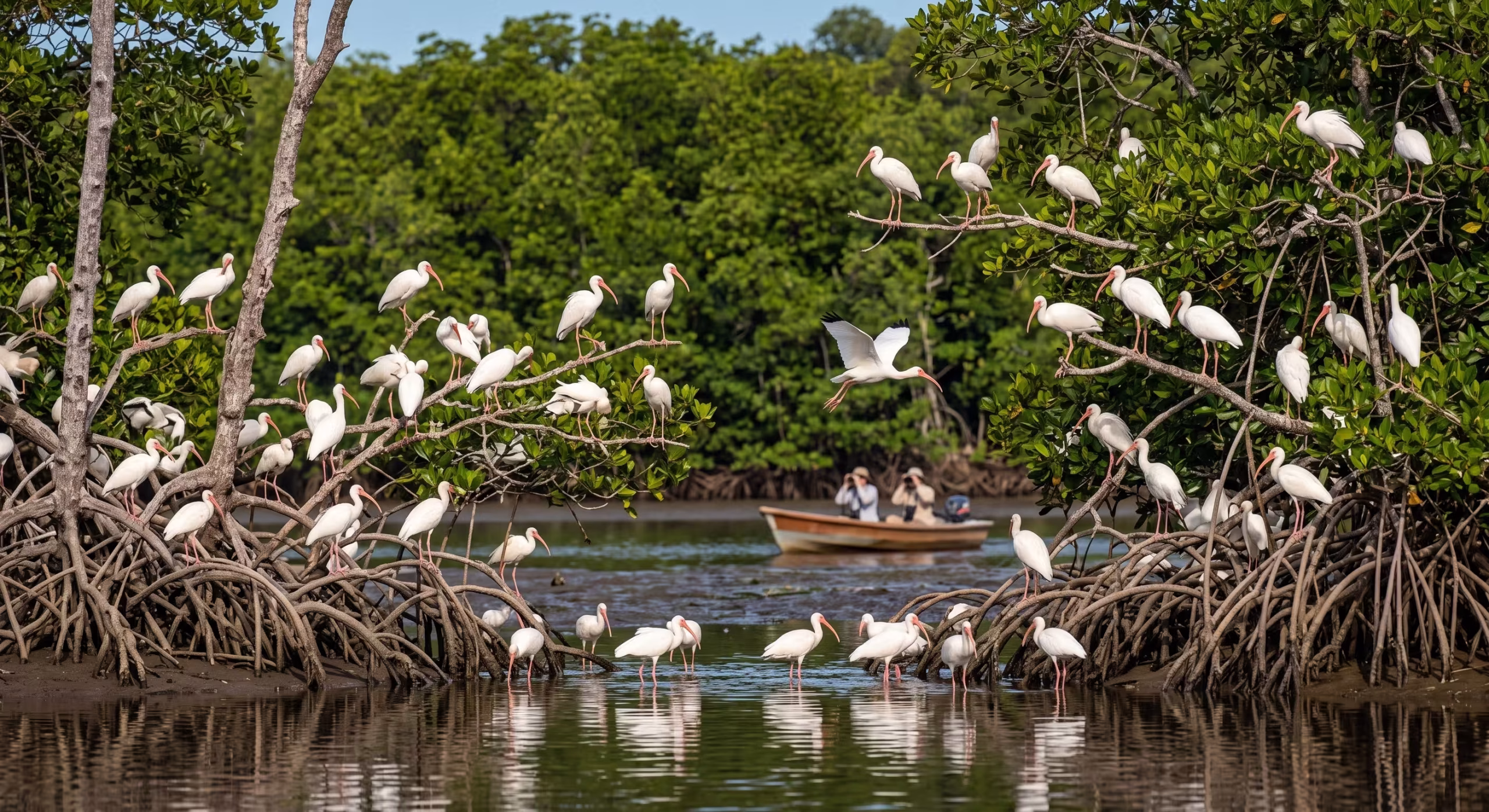 Palo Verde National Park and Tempisque River Safari