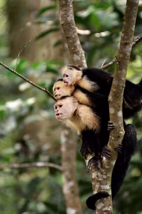 Rainforest Wildlife Encounter Mistico Arenal
