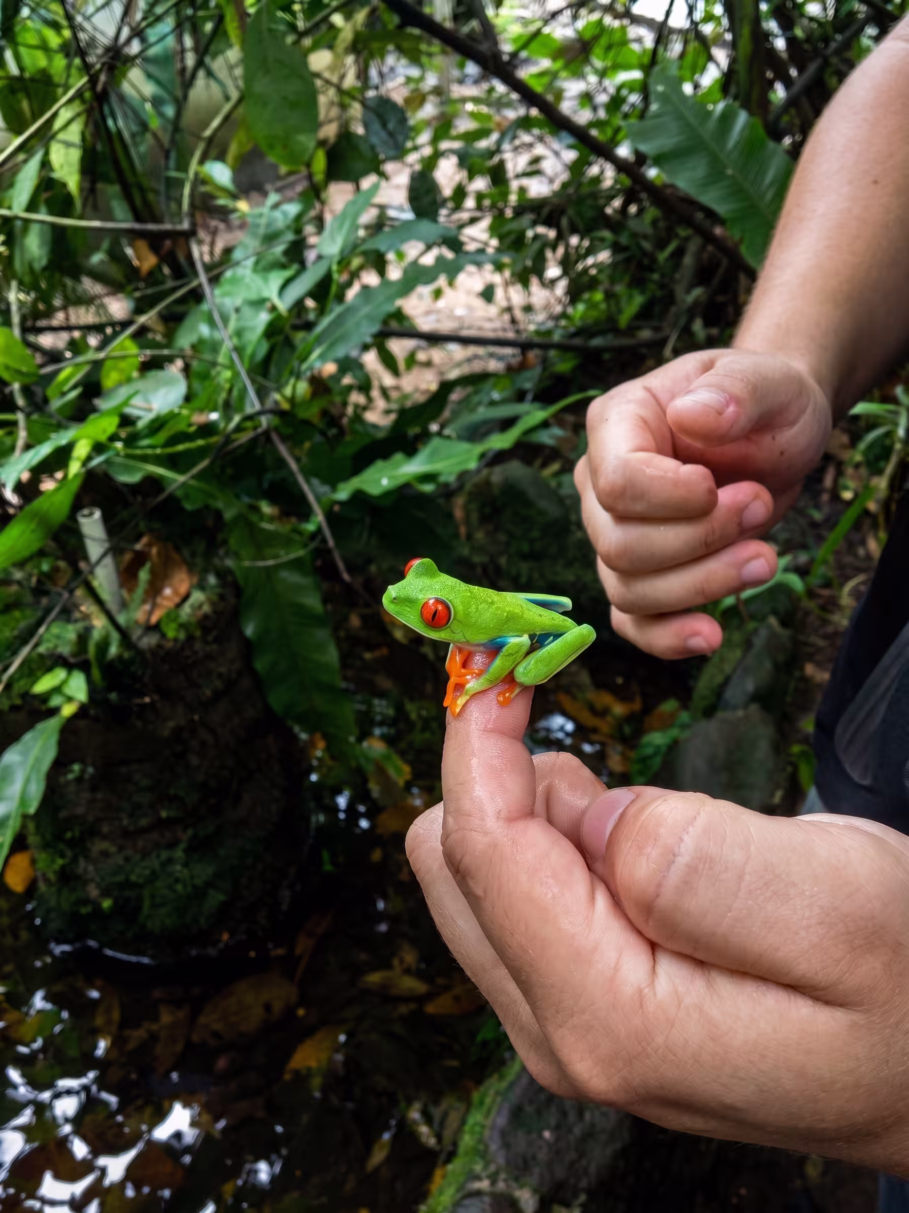 Red-Eyed Tree Frogs Herpetarium Exhibit